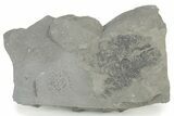 Silurian Conulariid (Conularia) Fossil - New York #232093-1